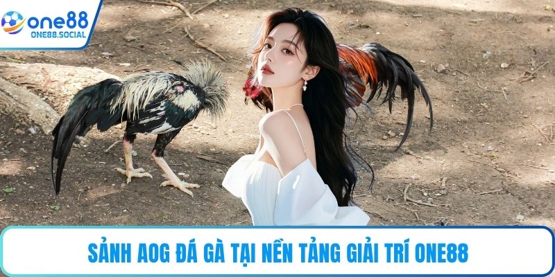Sảnh AOG đá gà tại nền tảng giải trí ONE88