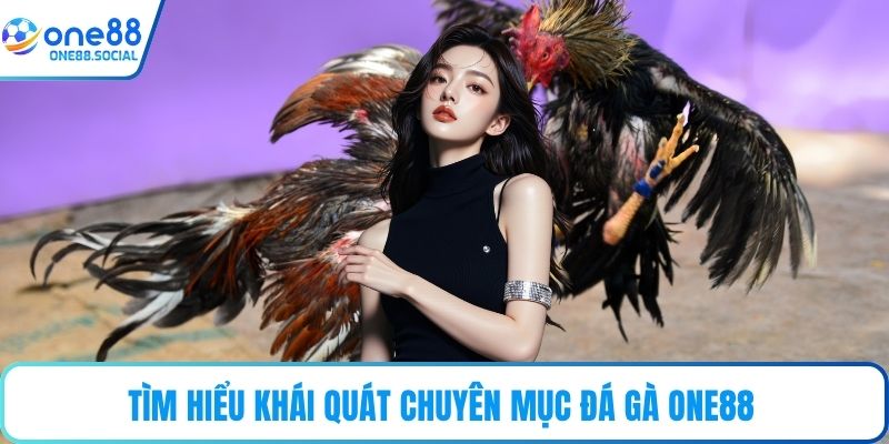 Tìm hiểu khái quát chuyên mục đá gà ONE88