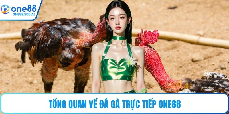 Tổng quan về đá gà trực tiếp ONE88